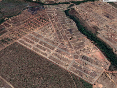 Lírios do Campo